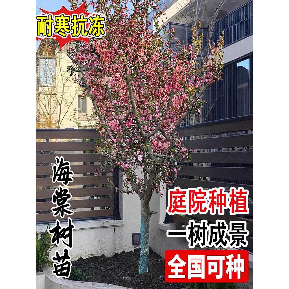 北美海棠树苗西府垂丝四季种植盆栽地栽冬季耐寒花卉庭院大树绿植