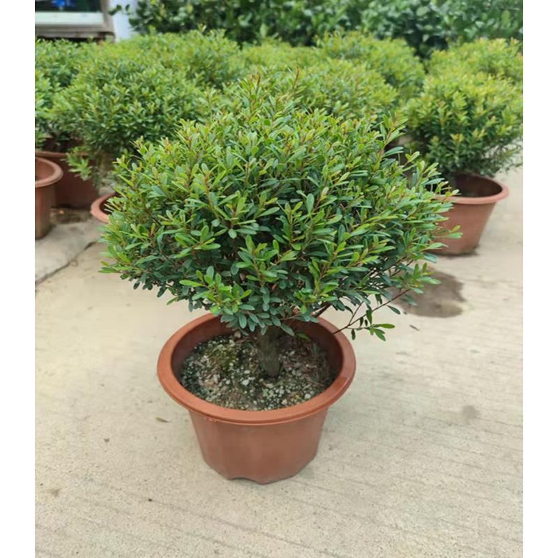 小叶赤楠盆景红杨黄杨金丝楠木桌面盆栽办公室内阳台花卉绿植包邮