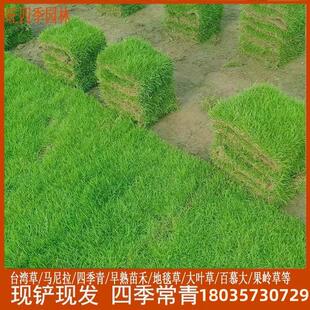 混播草马尼拉果岭草庭院花园别墅绿化草皮真草工程草坪带泥土