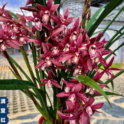 年销花 兰花苗惠兰满堂红四季浓香花卉植物室内盆栽墨兰盆景阳台
