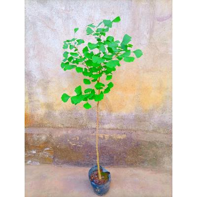 盆栽银杏树苗庭院植物白果树落叶乔木耐寒园林大型绿化风景行道树