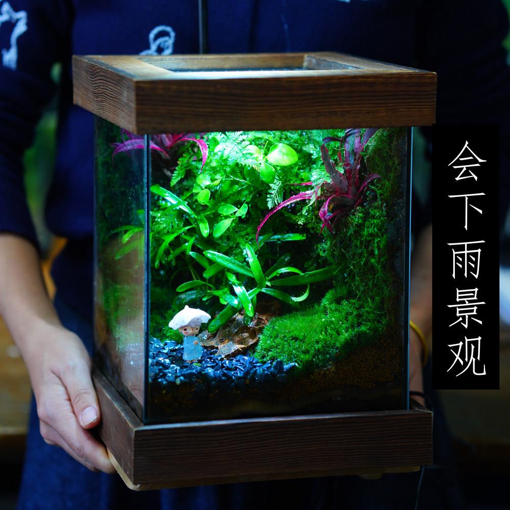 自动下雨造景缸苔藓微景观办公室桌面免打理生态瓶雨林成品养树蛙