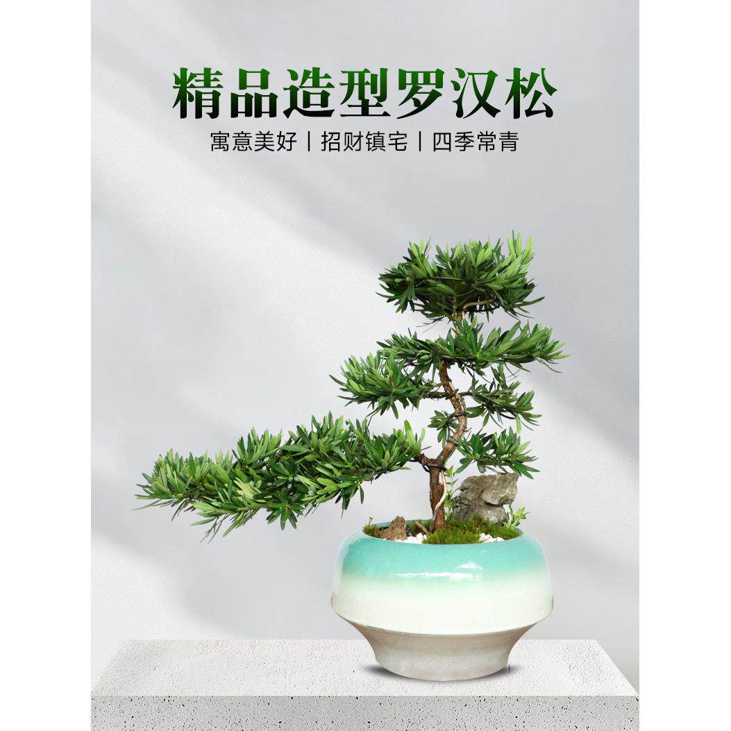 罗汉松造型盆景客厅办公室盆栽乔迁开业送礼绿植小型迎客松