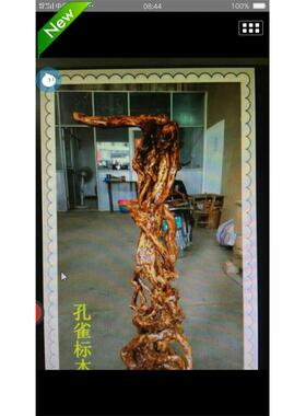 新款根雕花架孔雀老鹰标本站立支架底座天然实木客厅落地摆件装饰