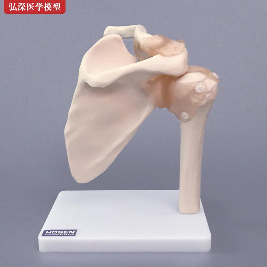 肩关节模型肩胛骨骼肩周附韧带锁骨人体结构骨科教学立体医学模具
