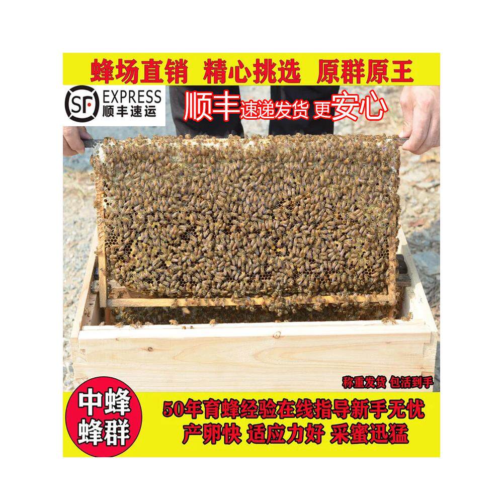 中蜜蜂活 群带中蜂蜂王带子脾一窝一整箱出售包邮中蜂蜂群笼蜂群