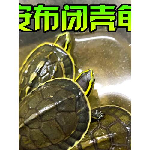 安布闭壳龟线安布龟黄缘闭壳龟安布苗安缘龟纯种宠物龟亚巨半水龟