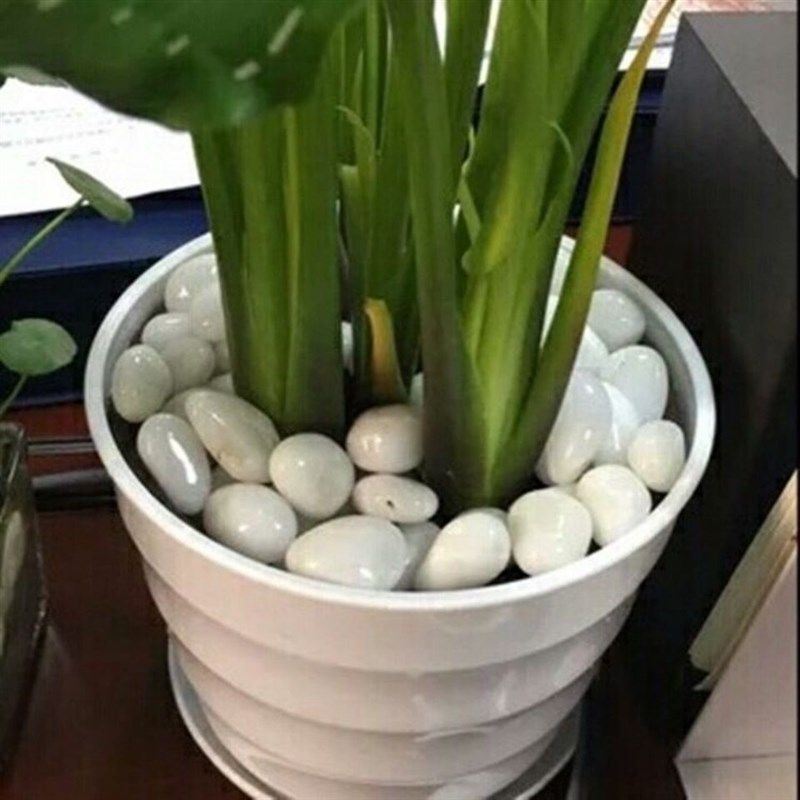 黑龙江白色鹅卵石雨花石原石庭院铺地阳台造景软石子精品抛光天然,鲜花速递/花卉仿真/绿植园艺,其它园艺用品,淘宝优惠券,粉丝福利购,淘宝优惠卷