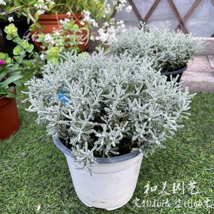 银香菊盆栽 绵杉菊 庭院阳台多年生银色系花镜植物 耐寒易打理