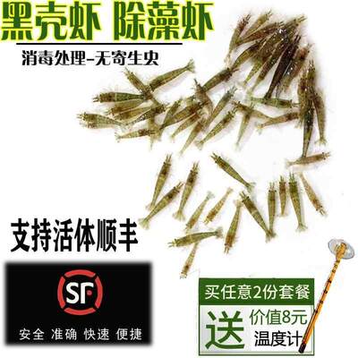 繁殖最快的活虾小观赏淡水虾苗除藻清洁虾冷水鱼缸里养的小虾喂龟