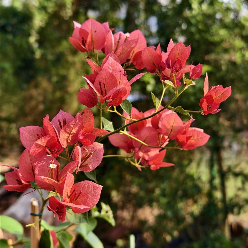 不甜西瓜三角梅 三角梅牙签苗三角梅带花盆栽室外阳台庭院树苗,鲜花速递/花卉仿真/绿植园艺,绣球/木绣球/木本植物,淘宝优惠券,粉丝福利购,淘宝优惠卷
