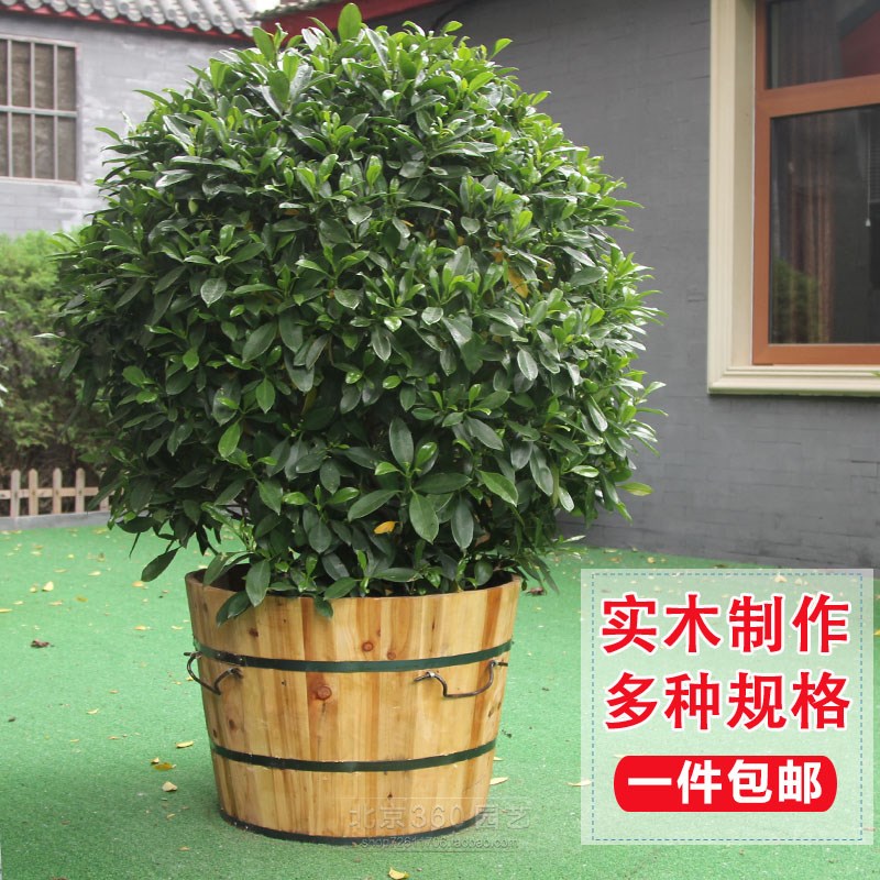 新客减原木色大树盆超大木v桶大花盆实木加厚盆景种树盆庭院户外