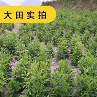 苍术种子 南苍 北 苍白术种子 茅苍术种子 朱砂点苍术种子高产