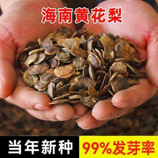 海南黄花梨种子正宗名贵珍贵树种降香木上等庭院传世红木家具树种