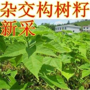 杂交构树种子构树苗构桃树构乳树楮树假杨梅新种子出芽高