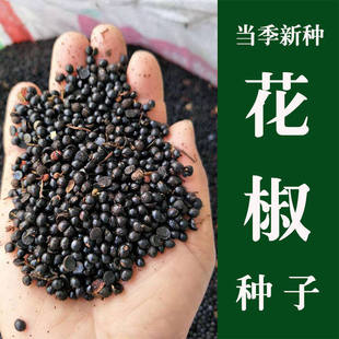 花椒种籽花椒树苗种子优质大红袍狮子头大麻椒无刺花椒籽北方种子