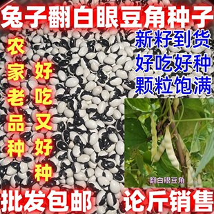 兔子翻白眼豆角种子田园庭院油豆角籽鼓豆面豆开锅烂种子无筋饱满