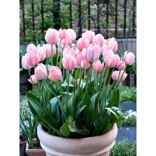 郁金香大种球土培水培进口冬季开花卉耐寒阳台室内外养地栽办公室