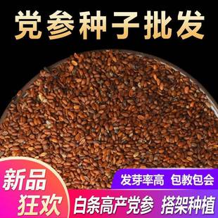 党参种子特级新鲜党参种籽岷县材当参党归黄芪苗种孑种植