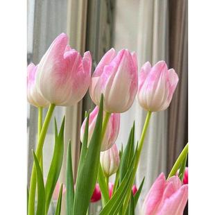 5度球10颗郁金香进口大种球进口土培水养阳台开花水仙室内办公室