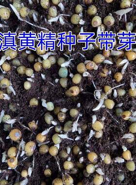 滇黄精种子云南老虎姜节高