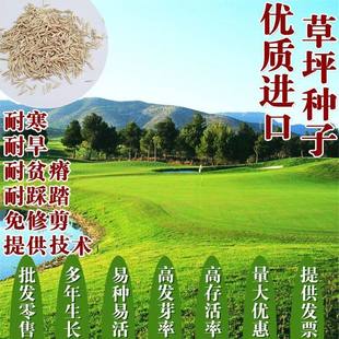 原包进口草坪种子常青绿化矮生草籽护坡狗牙根高羊茅剪股颖早熟禾