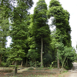 林木种子金丝楠木树种子金丝楠木种子紫楠种籽闽楠种小叶桢楠种子
