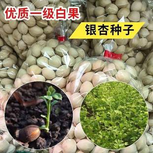 银杏树种子白果种子庭院园林绿化苗木行道树金叶银杏种籽南北种植