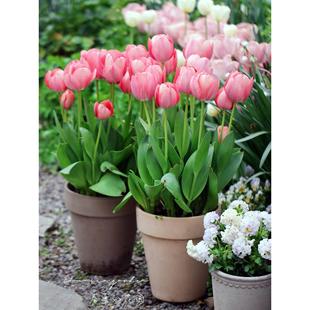 10颗郁金香进口大种球子耐寒水土培花卉好养阳台盆地栽水仙风信子