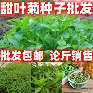 甜叶菊种子甜菊香草甜菊叶花草茶阳台花卉原生纯种四季包邮