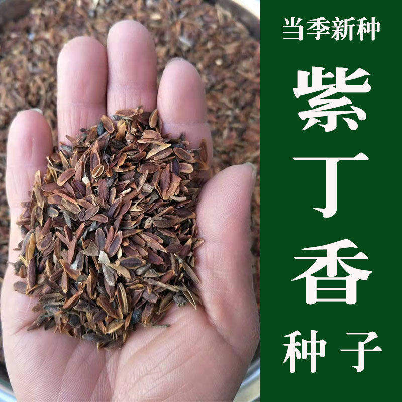 紫丁香种子优质紫丁香花种子紫丁香花树种子暴马丁香种子北方树籽