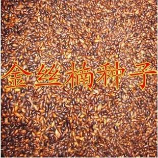 正宗金丝楠木树种子四川小叶楠细叶金丝楠桢楠南木种子