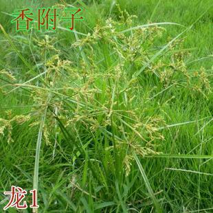香附子种子 莎草/雷公头种子 四季可播材 地沟草/山芽草