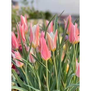 原生郁金香进口种球耐寒盆地栽四季土培种子阳台开花秋冬多年生