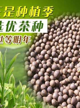 茶叶种子籽树早采绿信阳