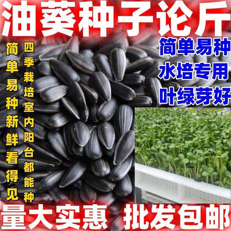 油葵芽苗菜种子按斤纸上种菜水培芽苗菜油葵种籽四季阳台种孑,鲜花速递/花卉仿真/绿植园艺,家庭园艺种子,淘宝优惠券,粉丝福利购,淘宝优惠卷