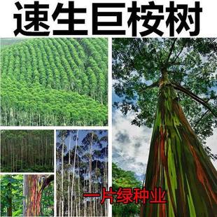速生桉树种子 新采巨桉 广林9号 树种子 蓝按桉树籽 林木种子新种