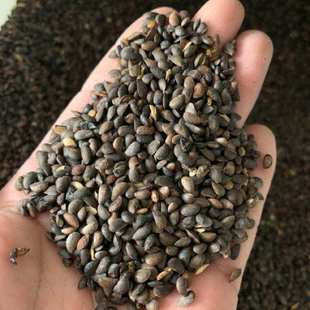 新采黄柏种子耐寒黄白皮树种元子庭院厚朴黄菠萝绿化行道林木苗木