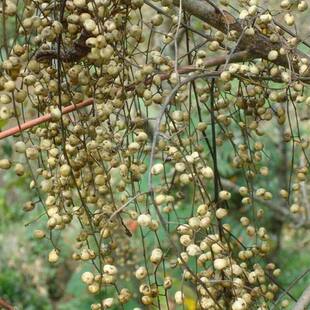 静谧新采漆树种子 小木漆树苗树木 高产油漆树籽 野生大木油漆种
