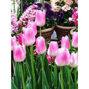 郁金香进口大种球耐寒盆地栽四季土水培种子阳台开花秋冬办公室养