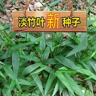 淡竹叶种子野生淡竹叶种子 淡竹叶 山鸡米清热解暑草新采草药种子