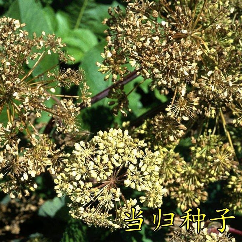 新产甘肃当归种子材当归种籽纯新可食用量大优惠春秋季多年生