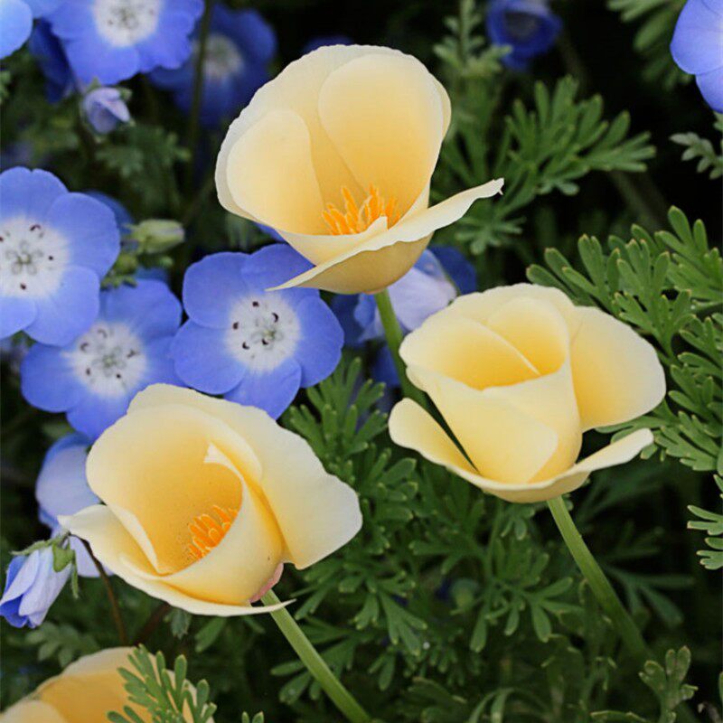 奶油花菱草种子100粒加州虞美人洋丽春花籽多年生阳台盆栽春秋播