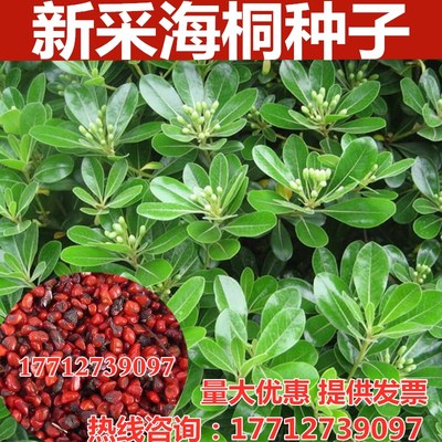 海桐种子四季常青乔木