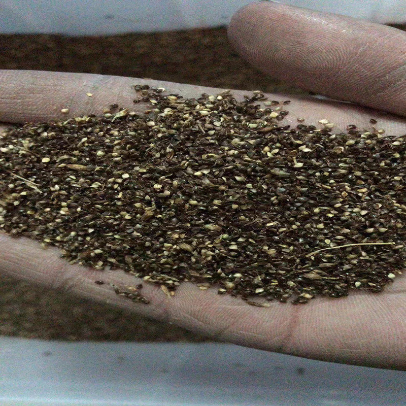 水葱种子水生植物草种四季播种易活挺水草籽耐寒多年生宿根花种