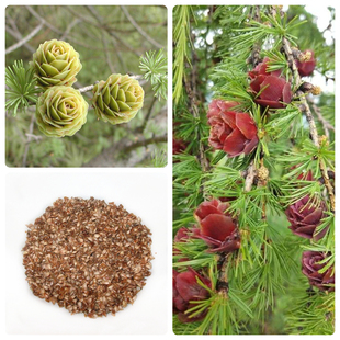 优质林木种落叶松种子四季长绿树种子日本落叶松种子黄花松种