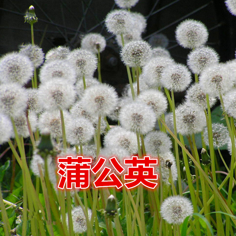 野生蒲公英种子婆婆丁盆栽花草蒲公草中药材种子食用野菜蔬菜种子