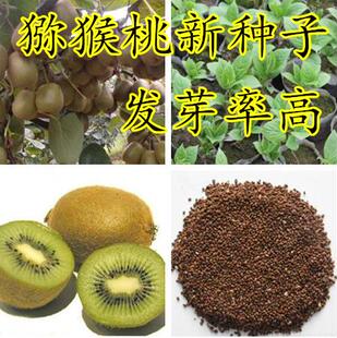 散装猕猴桃种子 野生四季盆栽 黄心红心猕猴桃种子 果树种子 包邮