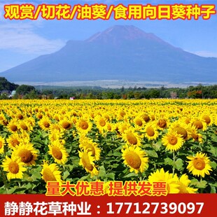 观赏向日葵种子向阳花种子景观花海种子油葵种子葵花种子易种包邮