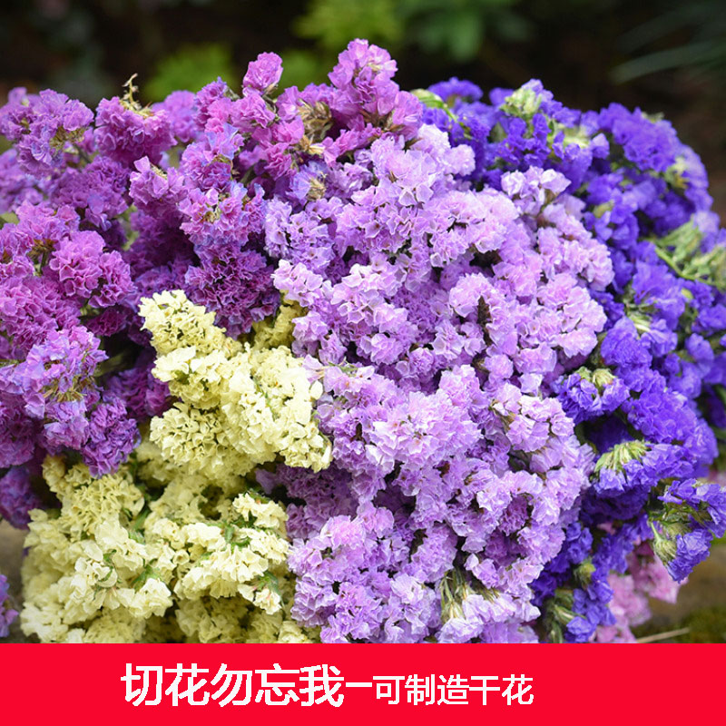 勿忘我种子四季花种易活花籽耐寒切花勿忘我种子庭院室外花种籽子
